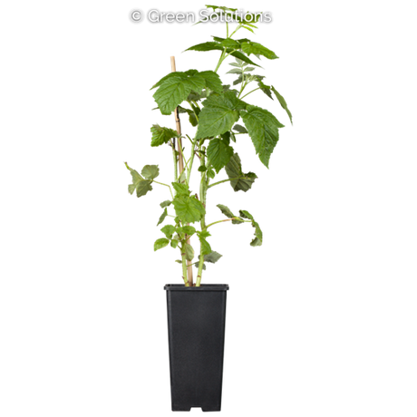 Goldene Himbeere; hier im Topf; großfrüchtig; Einsatzmöglichkeit z.B. : Streuobstwiese;;günstig mit Qualität