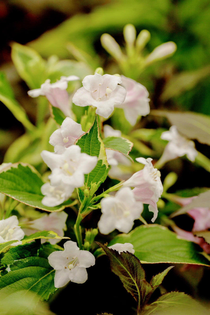 Weigela florida 'Nana Variegata' mit Blüte; Einsatz: Kübelpflanzedekoratives Laub;;Pflanzen vom Profi
