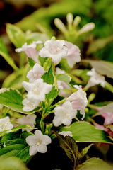 Weigela florida 'Nana Variegata' mit Blüte; Einsatz: Kübelpflanzedekoratives Laub;;Pflanzen vom Profi