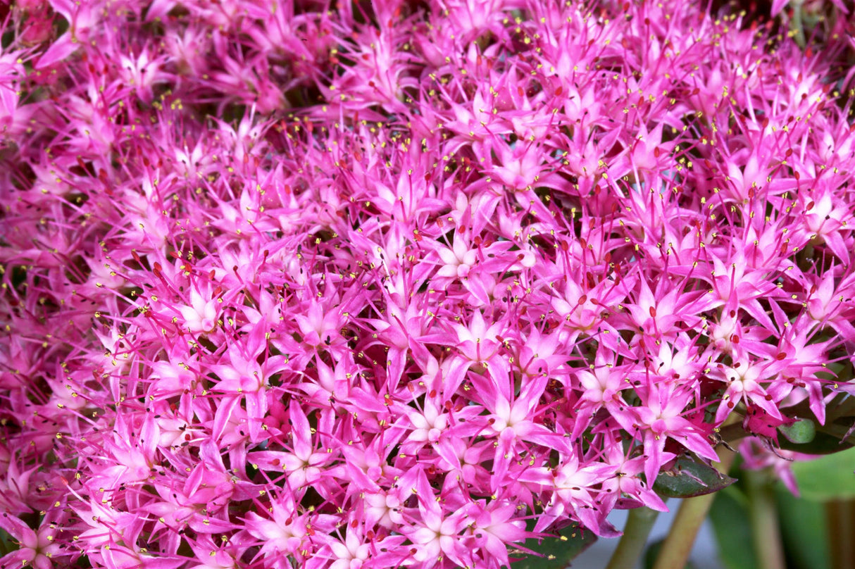 Sedum telephium 'Munstead Dark Red' mit Blüte; Einsatz: ;;ab 4,80 Euro