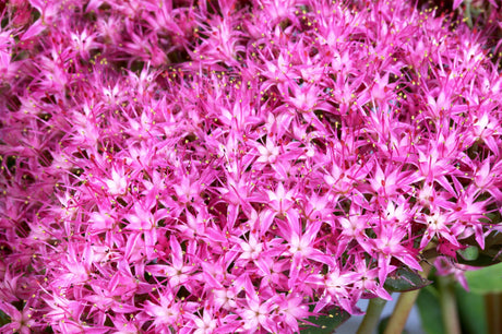 Sedum telephium 'Munstead Dark Red' mit Blüte; Einsatz: ;;ab 4,80 Euro