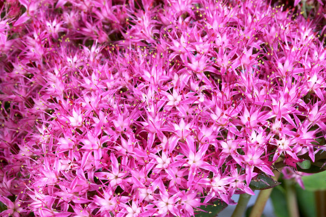 Sedum telephium 'Munstead Dark Red' mit Blüte; Einsatz: ;;ab 4,80 Euro