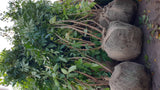 Sambucus nigra VkG 6 mit Ballen; Einsatz: Duftstrauch, ;;ab 2,40 Euro