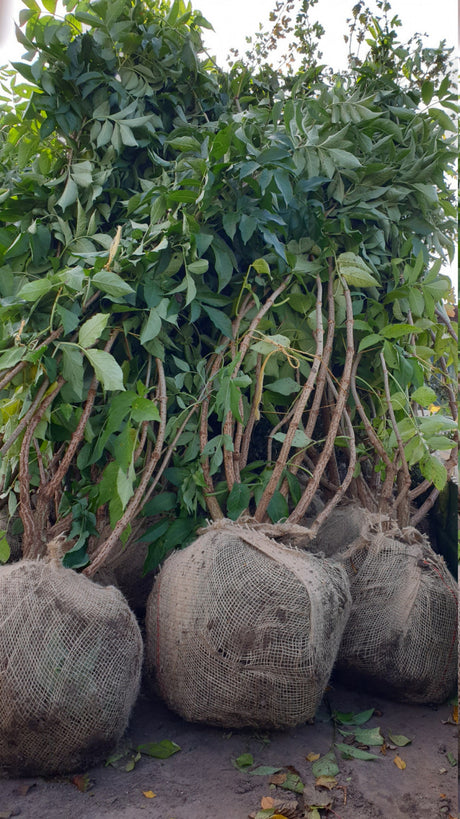 Sambucus nigra VkG 4; hier als Ballenpflanze; essbare Früchte; Einsatzmöglichkeit z.B. : Fruchtschmuck;;ab 3,85 Euro