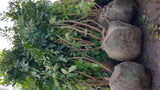 Sambucus nigra VkG 3 mit Ballen; Einsatz: Duftstrauch, ;;ab 2,40 Euro