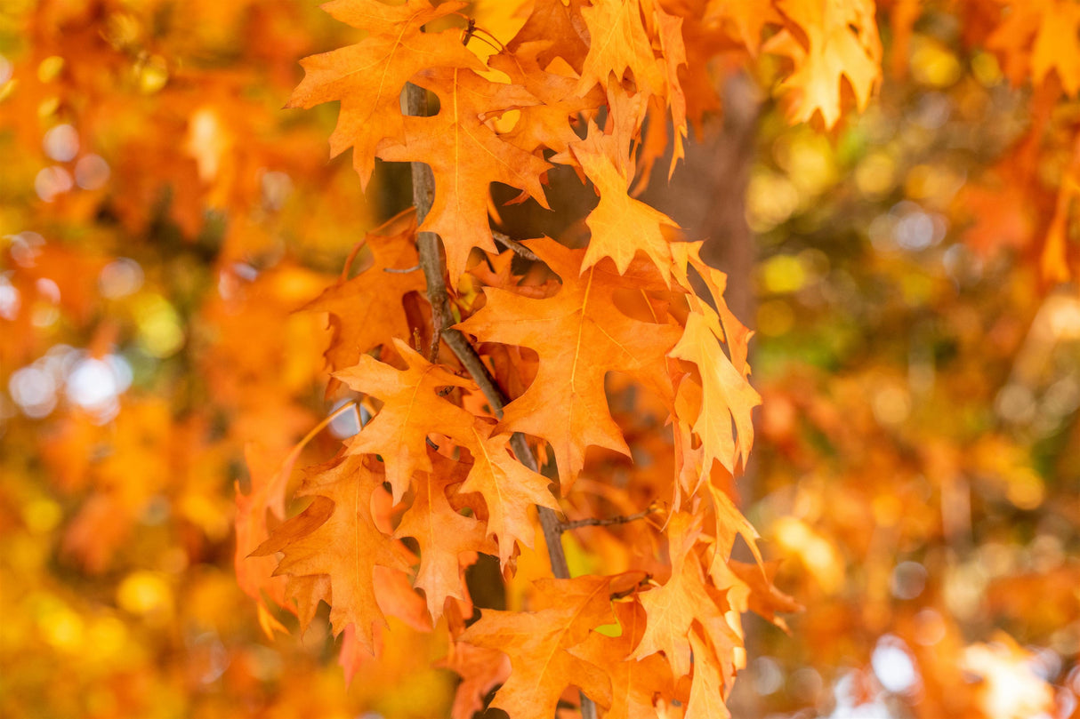 Wintereiche mit Herbstlaub; Einsatz: Parkbaumstandfest;;mit zeitnaher Lieferung