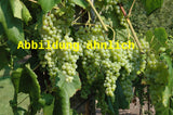 Genaues Foto für Vitis 'Grüner Sylvaner' folgt; dieses ähnliche Bild dient der Illustration von Weintraube 'Grüner Sylvaner'