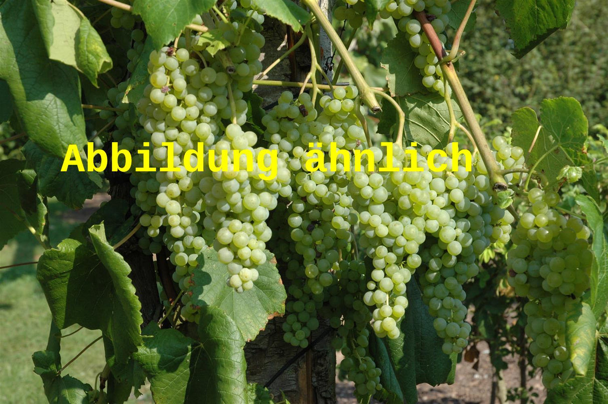 Vitis 'Palatina' (Tafeltraube 'Palatina' -S-)