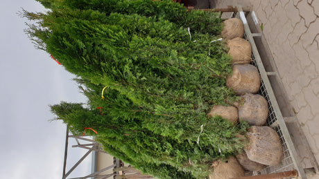 Thuja occidentalis 'Smaragd'; hier als Ballenpflanze; robust gegen Krankheiten; Einsatzmöglichkeit z.B. : Solitärpflanze;;ab 13,40 Euro