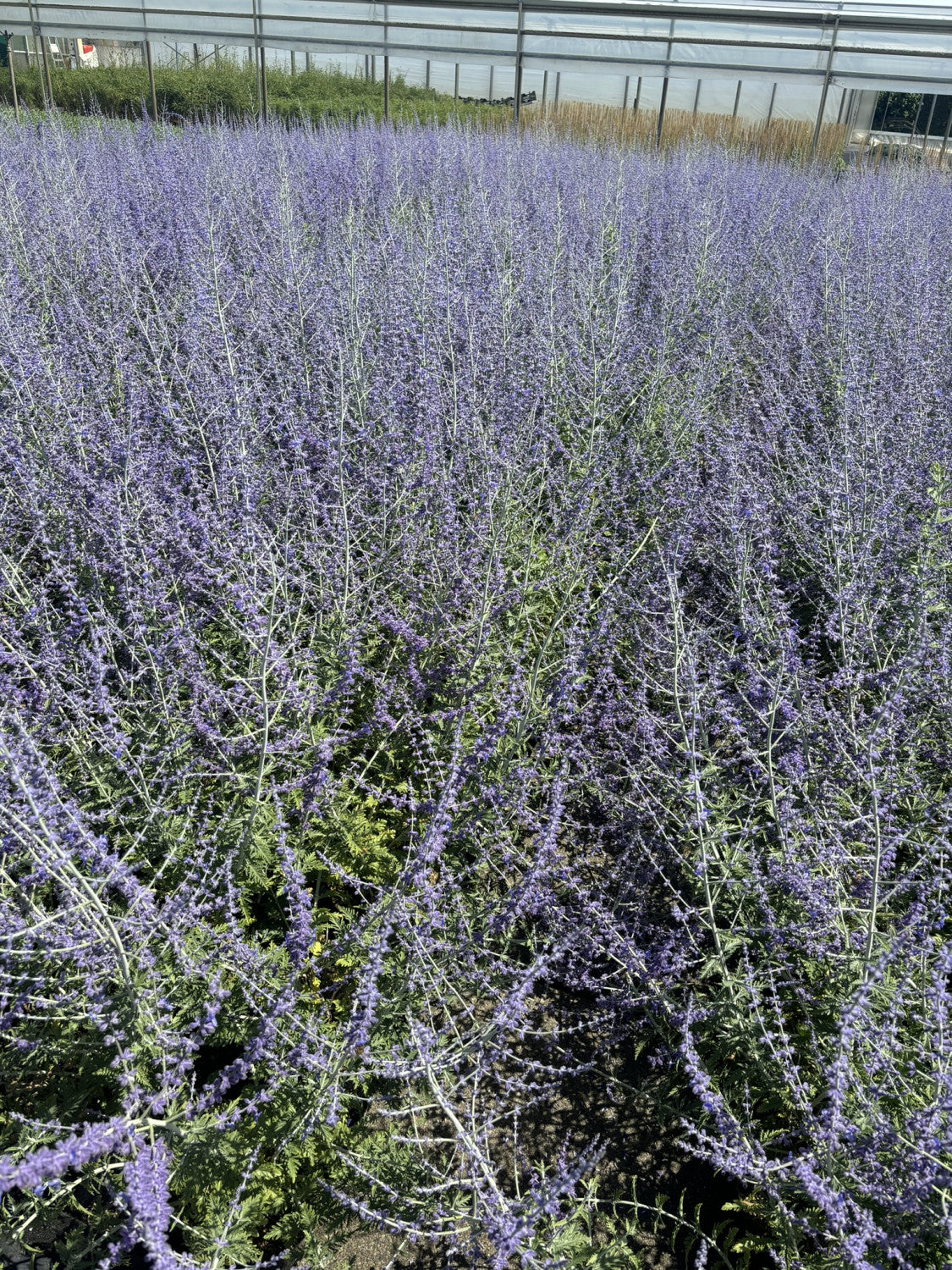 Perovskia abrotanoides mit Blüte, erhältlich von 40-60 bis 40-60 cm; Einsatz: ;;ab 21,00 Euro