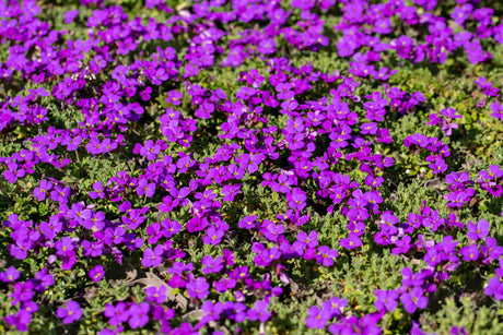 Aubrieta x cult. 'Hamburger Stadtpark' mit Blüte; Einsatz: ;;ab 3,20 Euro