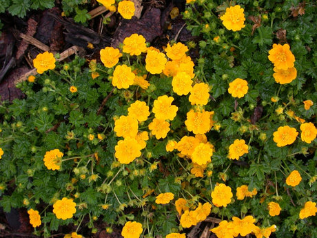 Potentilla neumanniana mit Blüte; Einsatz: ;;ab 3,05 Euro