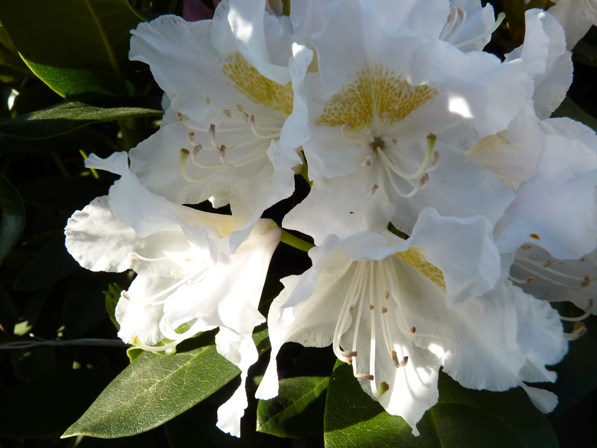 Rhododendron Cunningham's White mit Blüte; Einsatz: Kübelpflanzeimmergrün;;mit zeitnaher Lieferung