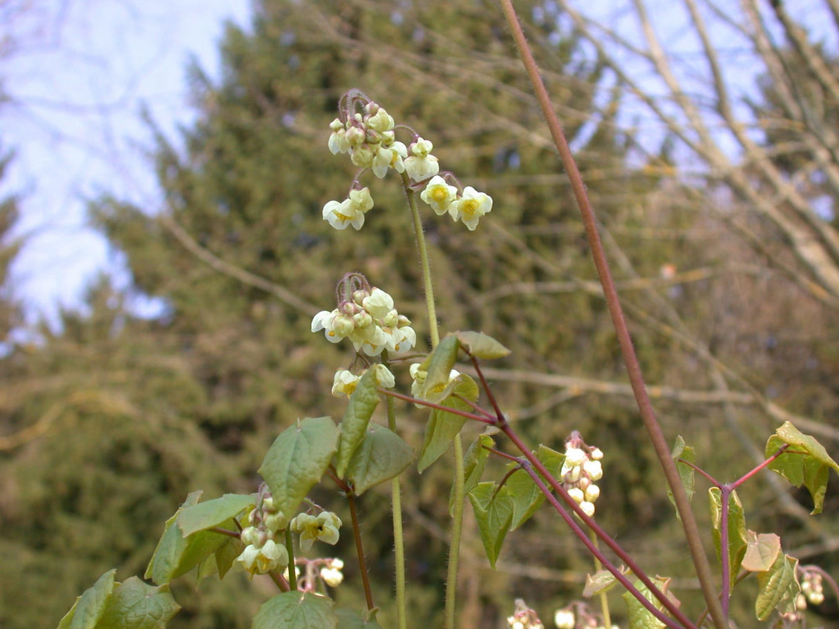 Epimedium pubigerum mit Blüte ;;ab 5,20 Euro
