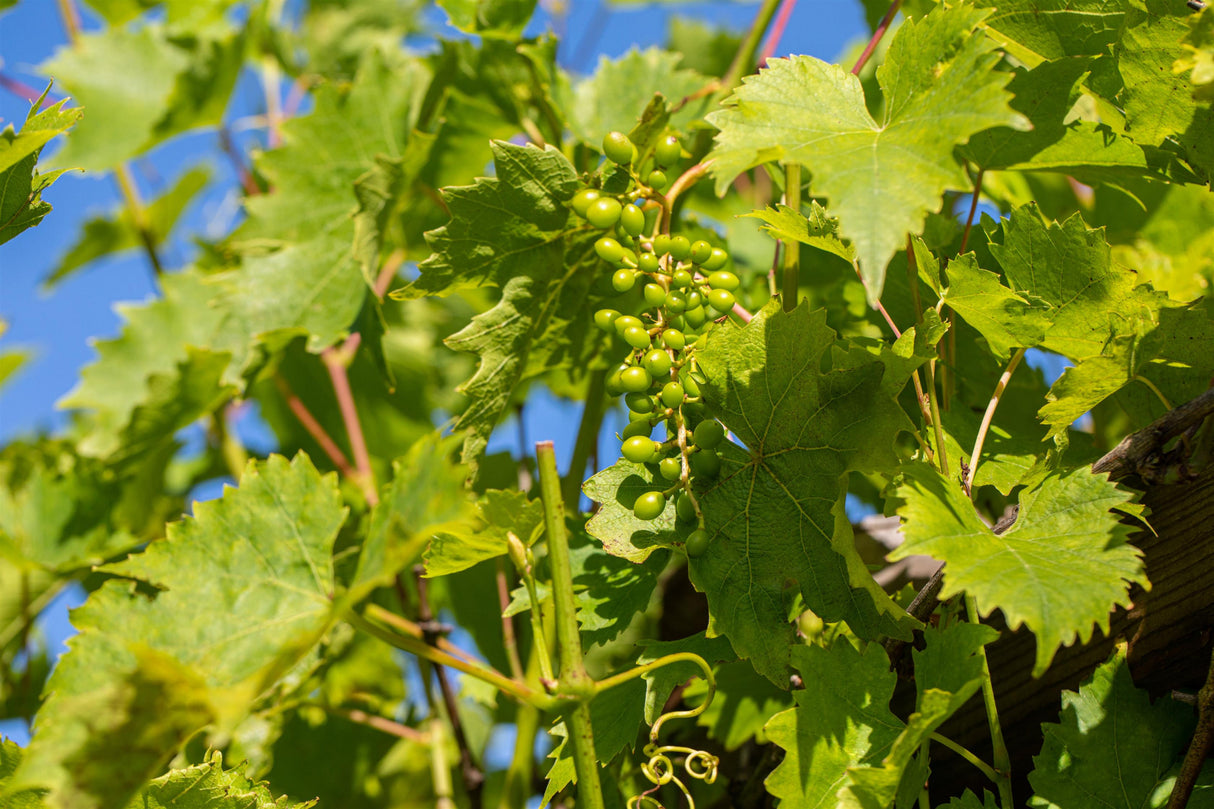 Vitis 'Aurora' mit Belaubung, erhältlich von 80-100 bis 80-100 cm; Einsatz: ;;ab 25,90 Euro