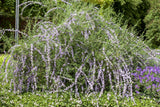 Buddleja alternifolia als Pflanze im Beet; Einsatz: Schmetterlingsstrauchrobust gegen Krankheiten;;Pflanzen vom Profi