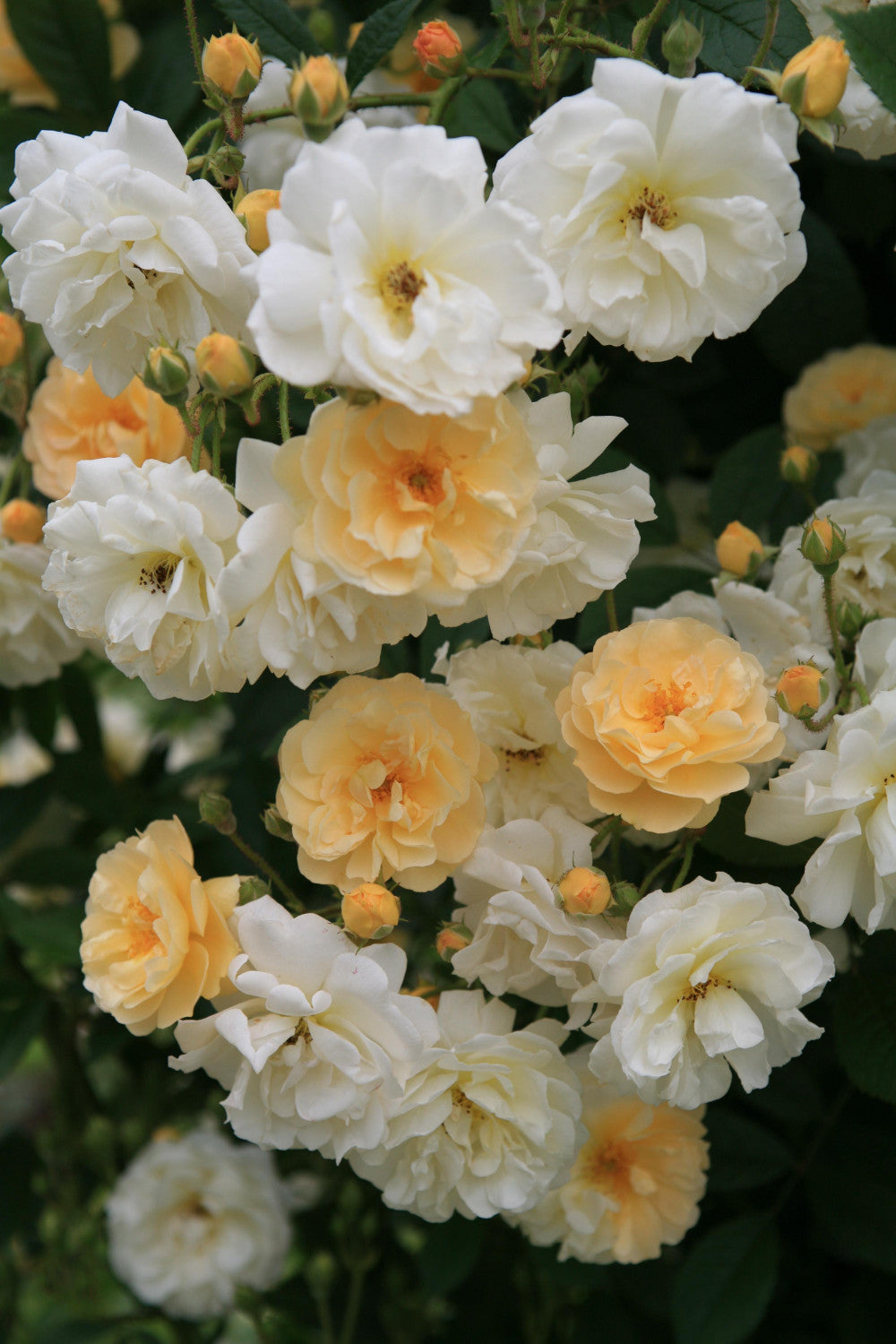 Rosa 'Ghislaine de Feligonde' STR mit Blüte; Einsatz: ;;ab 9,50 Euro