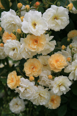 Rosa 'Ghislaine de Feligonde' STR; hier mit Blüte; duftend; Einsatzmöglichkeit z.B. : Bienenweide; verfügbar in 2 Größen und Varianten;;ab 13,10 Euro