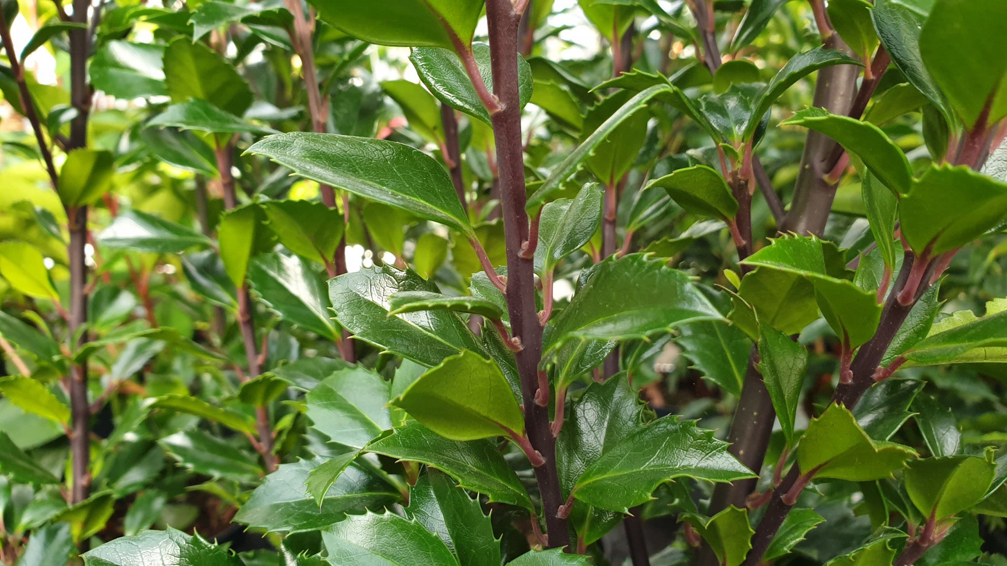 Ilex meserveae 'Blue Prince' (Stechpalme männlich 'Blue Prince' -R-)