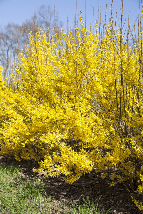 Forsythia intermedia 'Week-End' zusammen, erhältlich von 40-60 bis 80-100 cm; Einsatz: ;;ab 6,90 Euro