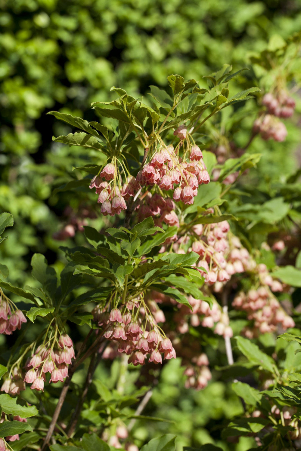 Enkianthus campanulatus mit Blüte, erhältlich von 100-125 bis 125-150 cm; Einsatz: ;;ab 143,00 Euro