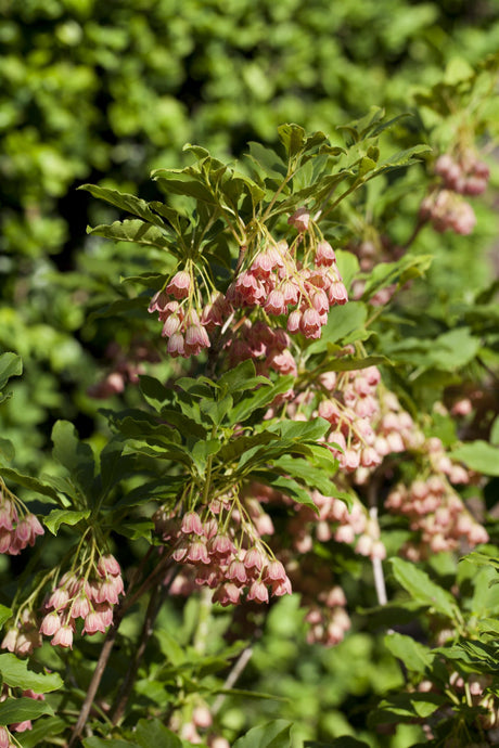 Enkianthus campanulatus mit Blüte, erhältlich von 100-125 bis 125-150 cm; Einsatz: ;;ab 143,00 Euro