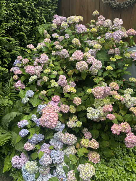 Bauernhortensie 'Bouquet Rose' als Pflanze im Beet, verfügbar in 3 Größen und Varianten; Einsatz: Solitärpflanzelange Blütezeit;;hier kaufen