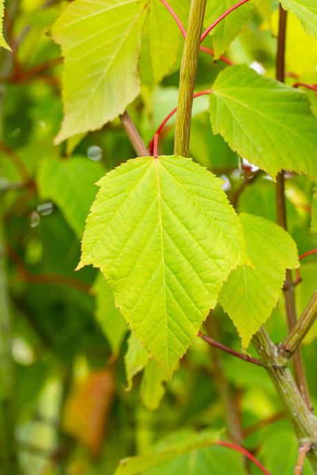 Acer capillipes , erhältlich von 60-100 bis 450-650 cm;;ab 31,20 Euro