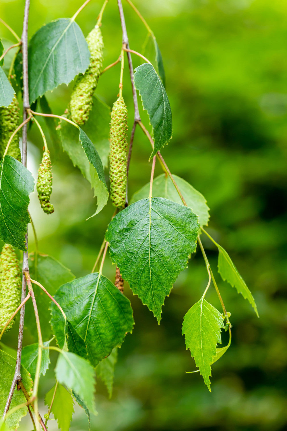 Trauer-Birke mit Blüte, erhältlich als: Hochstamm; Einsatz: Kleingartenzierbaum;;günstig mit Qualität
