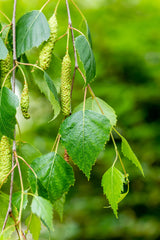 Trauer-Birke mit Blüte, erhältlich als: Hochstamm; Einsatz: Kleingartenzierbaum;;günstig mit Qualität