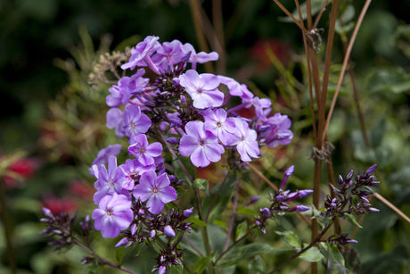 Phlox divaricata 'Clouds of Perfume' mit Blüte; Einsatz: ;;ab 4,80 Euro