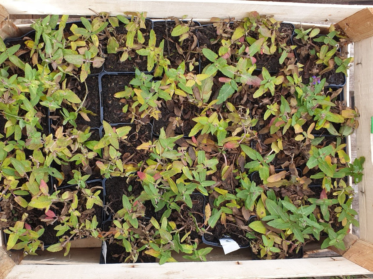 Garten-Blüten-Salbei; vorbereitet für Versand; kompakter Wuchs; Einsatzmöglichkeit z.B. : Kübel;;hier kaufen