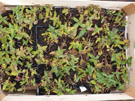 Garten-Blüten-Salbei; vorbereitet für Versand; kompakter Wuchs; Einsatzmöglichkeit z.B. : Kübel;;hier kaufen