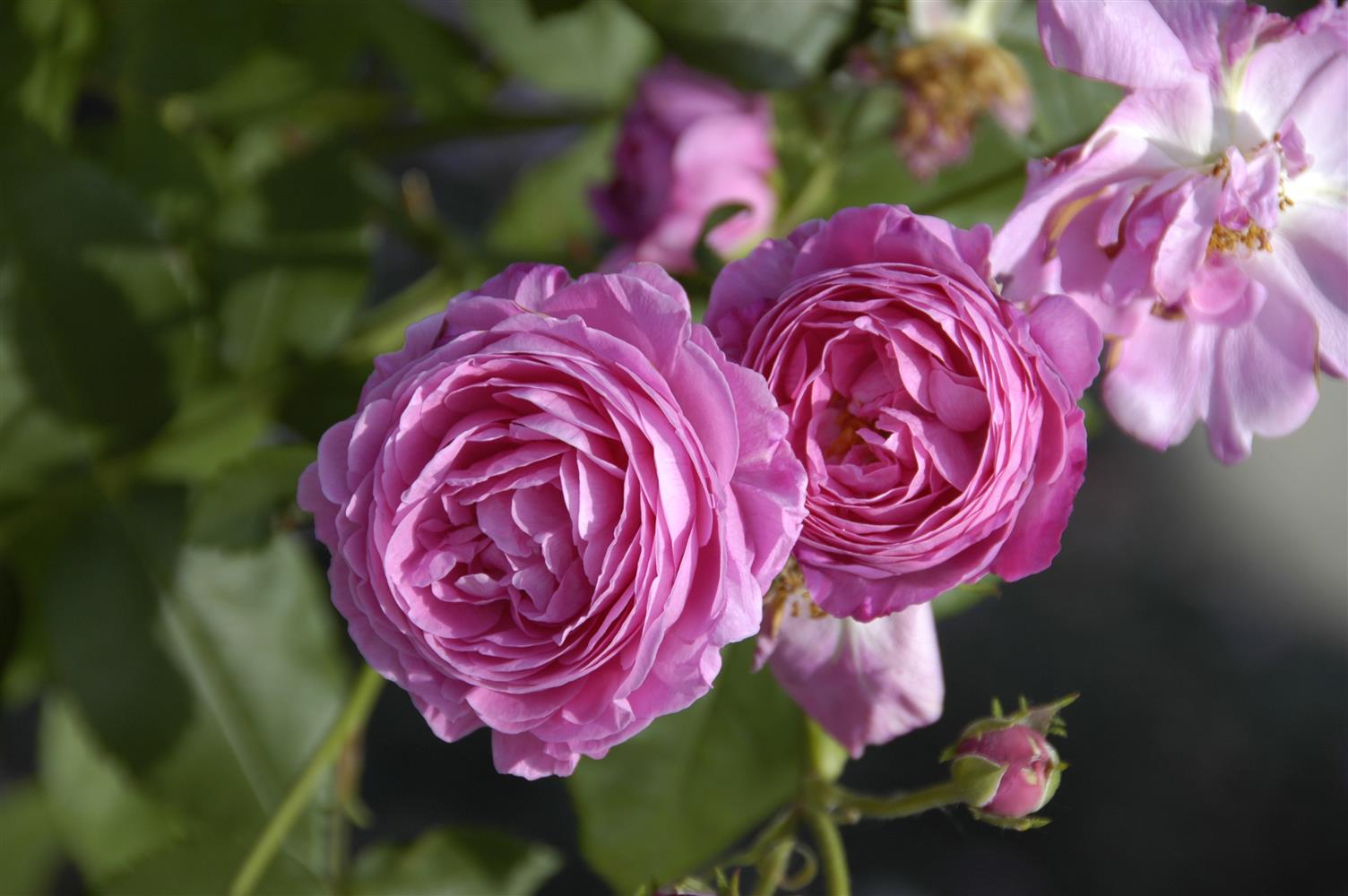 Rosa 'Louise Odier' STR (Strauchrose 'Louise Odier')