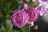 Rosa 'Louise Odier' STR mit Blüte; Einsatz: , ;;ab 8,35 Euro