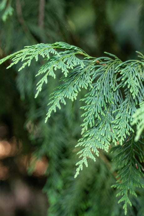 Chamaecyparis nootk. 'Aurea' mit Belaubung, erhältlich von 30-40 bis 200-225 cm; Einsatz: ;;ab 19,80 Euro