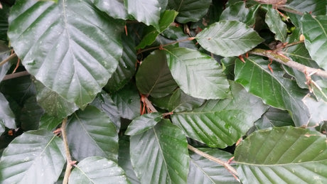 Fagus sylvatica HkG 81025; hier mit Sommerbelaubung; winterhart; Einsatzmöglichkeit z.B. : Vogelnährgehölz;;ab 1,34 Euro