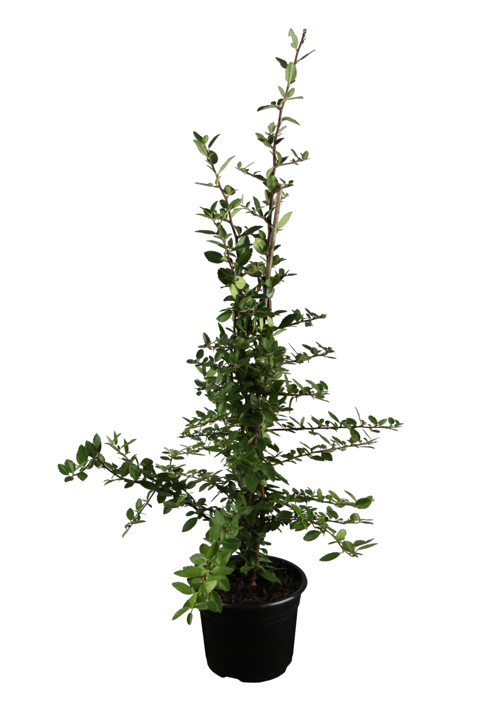 Pyracantha 'Kasan' im Topf, erhältlich von 40-60 bis 150-175 cm; Einsatz: ;;ab 16,90 Euro