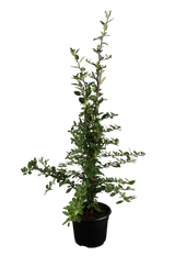 Pyracantha 'Kasan'; hier im Topf; starkwüchsig; Einsatzmöglichkeit z.B. : Hecke; verfügbar in 6 Größen und Varianten;;ab 20,50 Euro