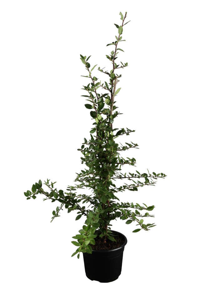 Pyracantha 'Kasan' im Topf, erhältlich von 40-60 bis 150-175 cm; Einsatz: ;;ab 16,90 Euro