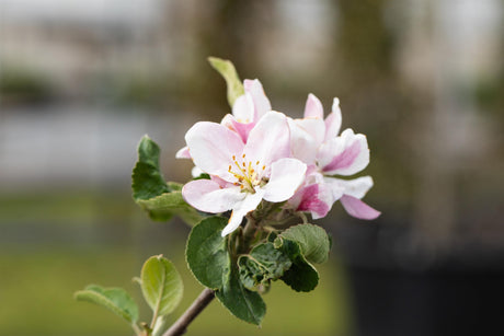 Malus 'Ecolette' mit Blüte, erhältlich von 150-200 bis 450-650 cm; Einsatz: ;;ab 42,80 Euro