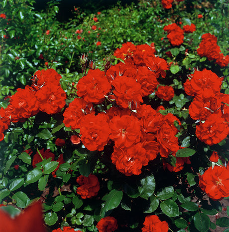 Rosa 'Castella' STR mit Blüte; Einsatz: ;;ab 8,10 Euro
