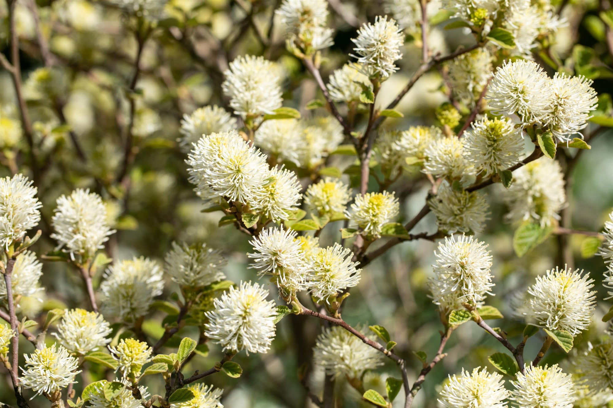 Fothergilla gardenii (Zwerg-Federbuschstrauch)