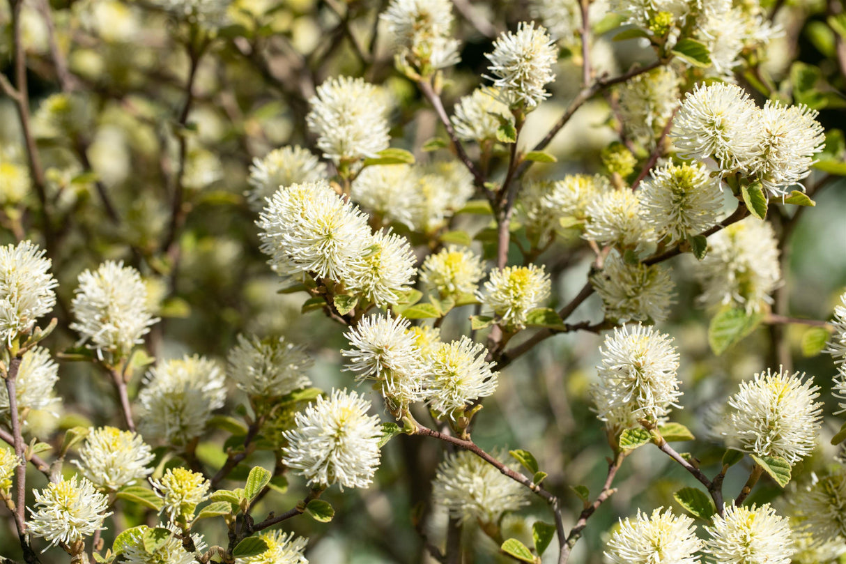 Fothergilla gardenii mit Blüte, erhältlich von 40-60 bis 40-60 cm; Einsatz: ;;ab 53,50 Euro
