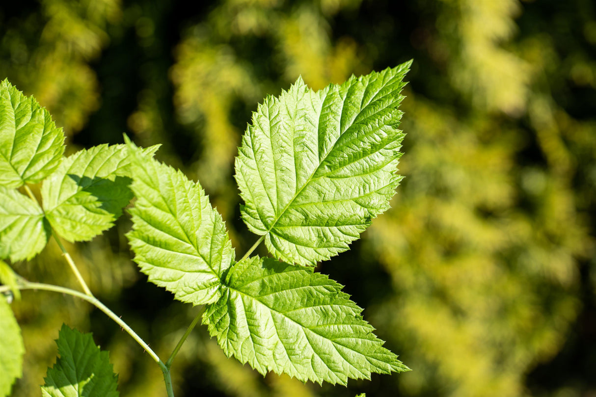 Rubus id. 'Valentina' mit Belaubung; Einsatz: ;;ab 20,40 Euro