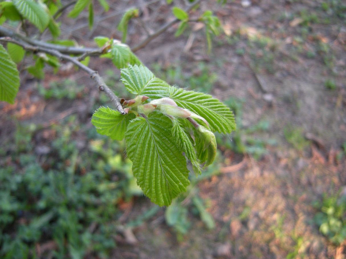Carpinus betulus VkG 3 mit Belaubung, erhältlich von 50-80 bis 450-650 cm; Einsatz: ;;ab 1,34 Euro