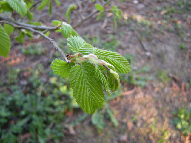 Carpinus betulus VkG 3 mit Belaubung, erhältlich von 50-80 bis 450-650 cm; Einsatz: ;;ab 1,34 Euro