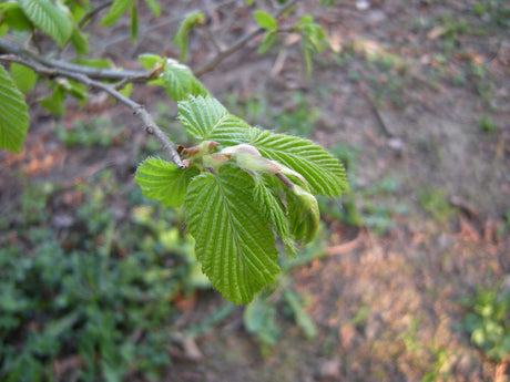 Carpinus betulus VkG 1 mit Belaubung, erhältlich von 50-80 bis 450-650 cm; Einsatz: ;;ab 1,34 Euro
