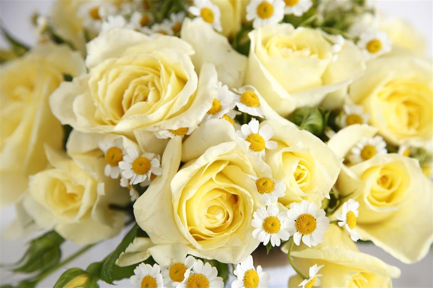 Rosa 'Limona' TH mit Blüte; Einsatz: ;;ab 7,30 Euro
