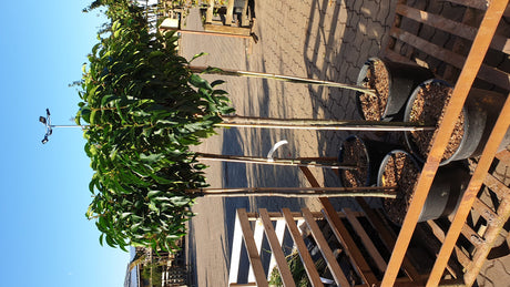 Prunus lusitanica 'Angustifolia'; in Einzelansicht; schnittfest, anspruchslos, dicht wachsend; Einsatzmöglichkeit z.B. : Vogelschutzhecke;;ab 56,00 Euro